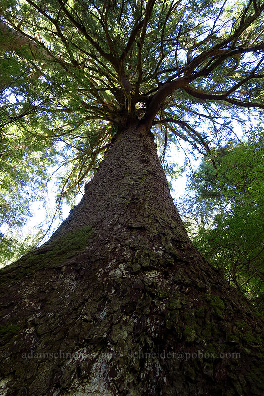 huge Sitka spruce (Picea sitchensis) [St. Perpetua Trail, Siuslaw National Forest, Lincoln County, Oregon]