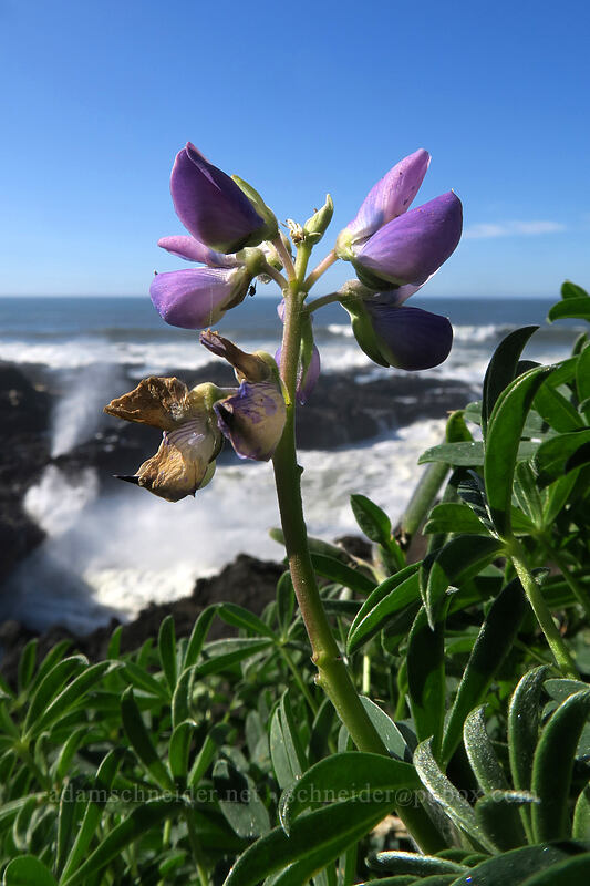 streambank lupine (Lupinus rivularis) [Cook's Chasm, Siuslaw National Forest, Lincoln County, Oregon]
