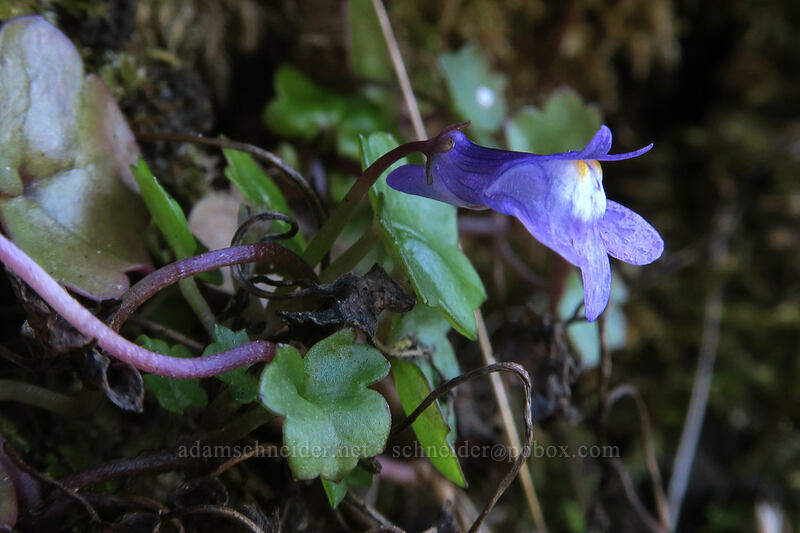 Kenilworth ivy (Cymbalaria muralis) [Trail of the Restless Waters, Siuslaw National Forest, Lincoln County, Oregon]