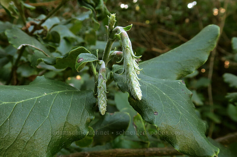 silk-tassel flowers (Garrya elliptica) [Cape Perpetua Visitor Center, Siuslaw National Forest, Lincoln County, Oregon]
