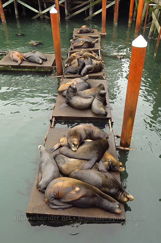 California sea lions (Zalophus californianus) [Port Dock 1, Newport, Lincoln County, Oregon]