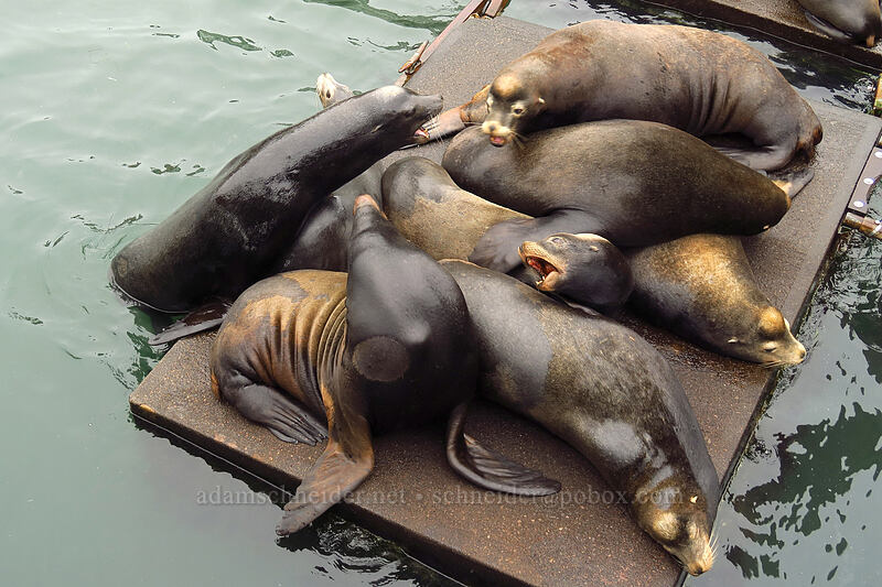 angry California sea lions (Zalophus californianus) [Port Dock 1, Newport, Lincoln County, Oregon]