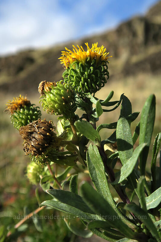 Columbia River gumweed (Grindelia hirsutula (Grindelia nana ssp. columbiana)) [Entry Road, Columbia Hills State Park, Klickitat County, Washington]