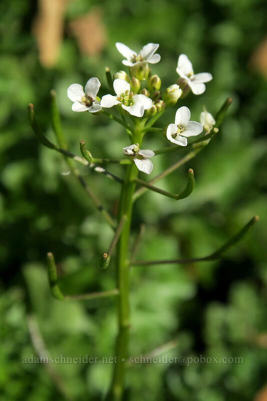 water-cress (Nasturtium officinale) [Eightmile Creek Falls, Columbia Hills State Park, Klickitat County, Washington]