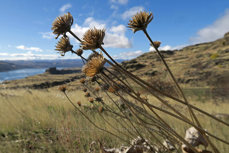balsamroot seed heads (Balsamorhiza sp.) [Crawford Ranch, Columbia Hills State Park, Klickitat County, Washington]