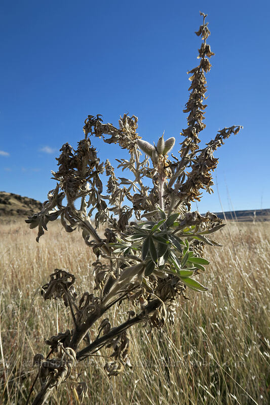 lupine leaves & spent flowers (Lupinus sp.) [Crawford Ranch, Columbia Hills State Park, Klickitat County, Washington]