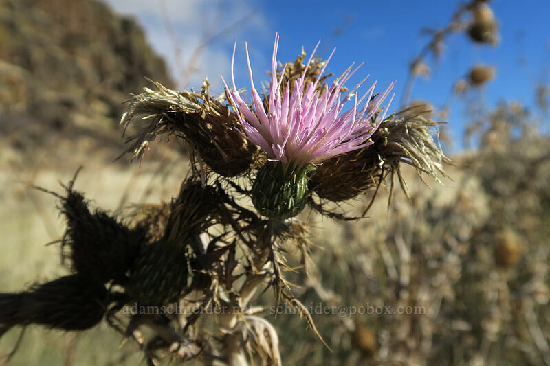 wavy-leaf thistle (Cirsium undulatum) [Crawford Ranch, Columbia Hills State Park, Klickitat County, Washington]
