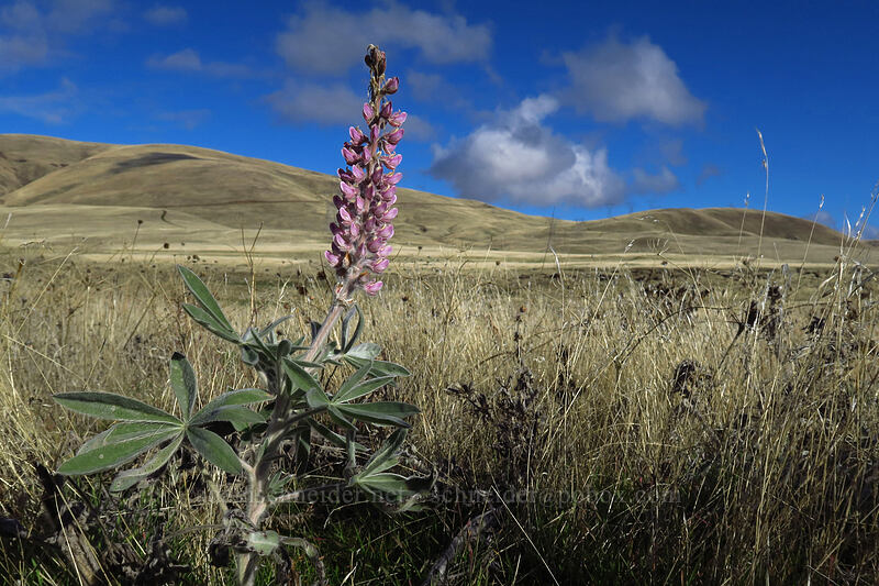 velvet lupine (Lupinus leucophyllus) [Crawford Ranch, Columbia Hills State Park, Klickitat County, Washington]