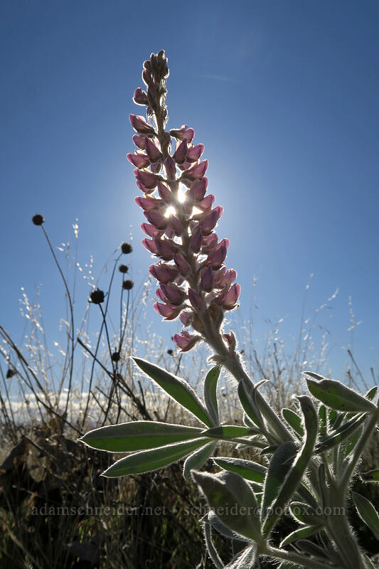 velvet lupine (Lupinus leucophyllus) [Crawford Ranch, Columbia Hills State Park, Klickitat County, Washington]
