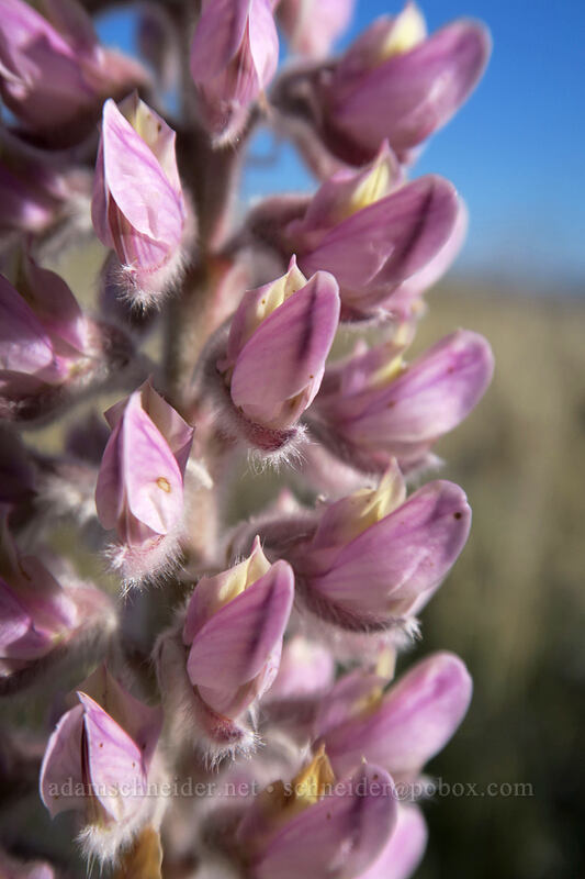 velvet lupine (Lupinus leucophyllus) [Crawford Ranch, Columbia Hills State Park, Klickitat County, Washington]