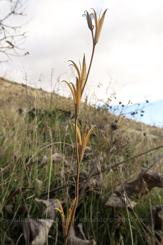 clarkia seed pods (Clarkia sp.) [Crawford Ranch, Columbia Hills State Park, Klickitat County, Washington]