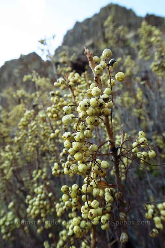 western poison-ivy berries (Toxicodendron rydbergii (Rhus rydbergii)) [Horsethief Butte, Columbia Hills State Park, Klickitat County, Washington]