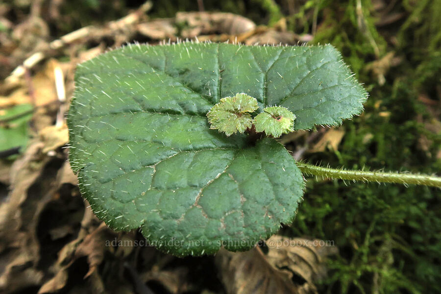 piggy-back plant leaves (Tolmiea menziesii (Tiarella menziesii)) [Saddle Mountain Trail, Saddle Mountain State Natural Area, Clatsop County, Oregon]
