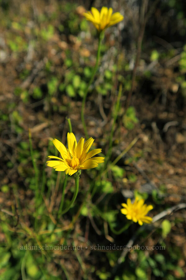 cat's ear (false dandelion) (Hypochaeris radicata) [Saddle Mountain Trail, Saddle Mountain State Natural Area, Clatsop County, Oregon]