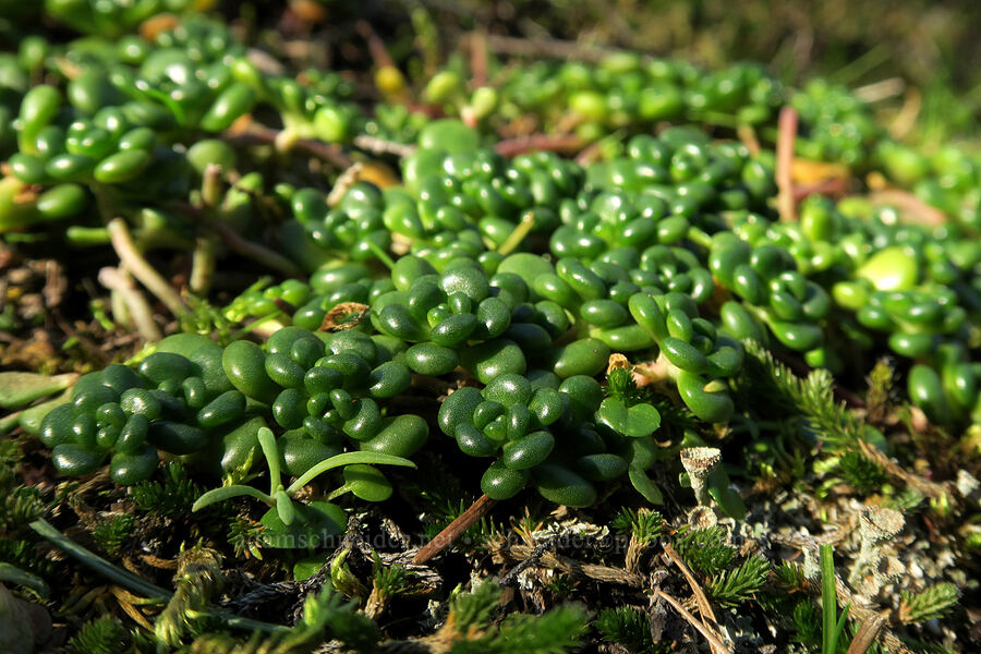 Oregon stonecrop leaves (Sedum oreganum) [Saddle Mountain Trail, Saddle Mountain State Natural Area, Clatsop County, Oregon]