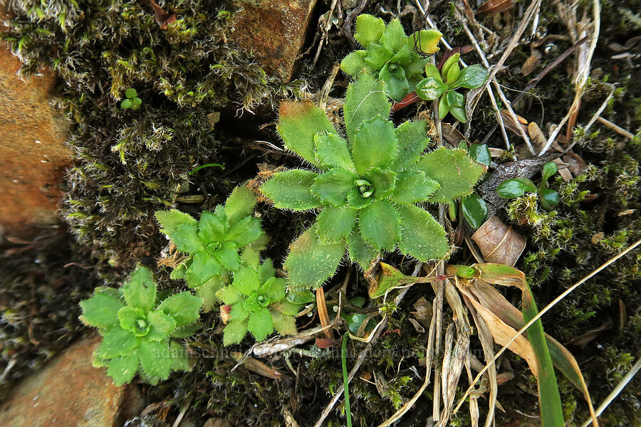 rusty saxifrage leaves (Micranthes ferruginea (Saxifraga ferruginea)) [Saddle Mountain Trail, Saddle Mountain State Natural Area, Clatsop County, Oregon]