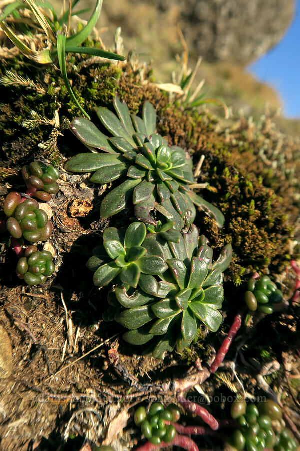 rosy lewisia leaves (Lewisia columbiana var. rupicola) [Saddle Mountain Trail, Saddle Mountain State Natural Area, Clatsop County, Oregon]