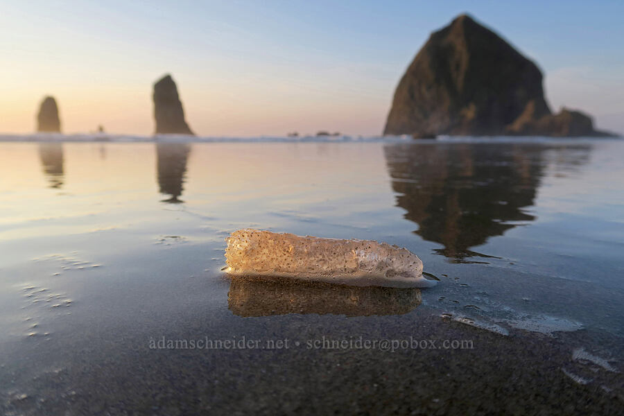 washed-up pyrosome (Pyrosoma sp.) [Cannon Beach, Clatsop County, Oregon]