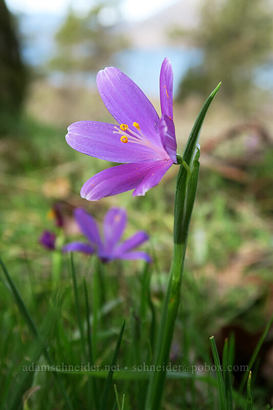 grass widows (Olsynium douglasii) [Mosier Plateau Trail, Mosier, Wasco County, Oregon]