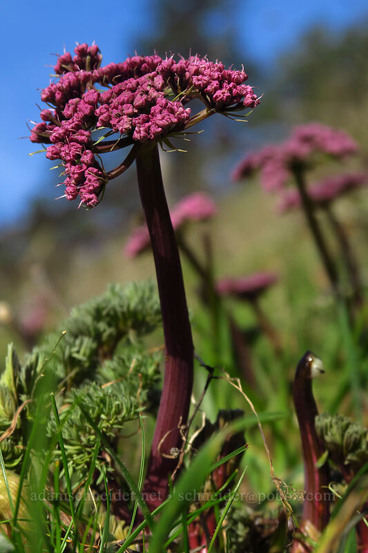 Columbia desert parsley (Lomatium columbianum) [Mosier Plateau Trail, Mosier, Wasco County, Oregon]