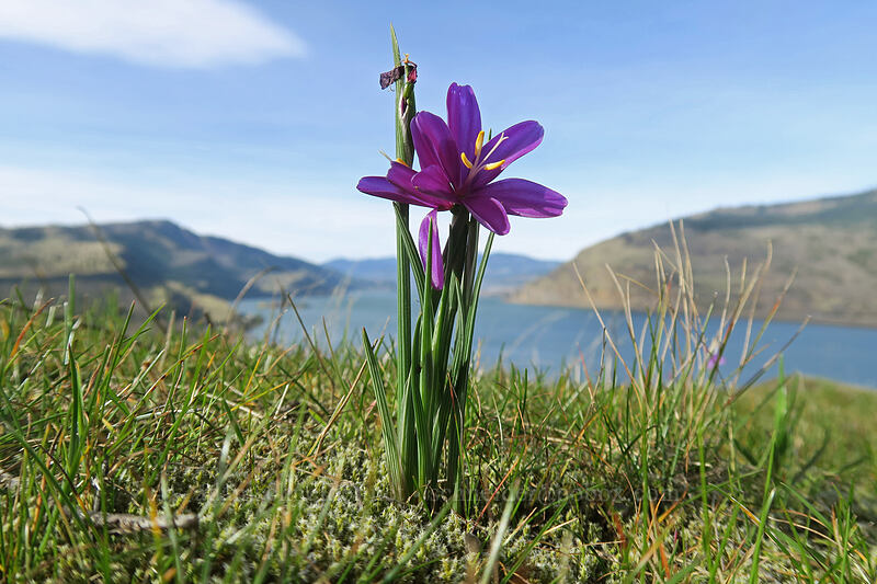 grass widows (Olsynium douglasii) [Mosier Plateau Trail, Mosier, Wasco County, Oregon]