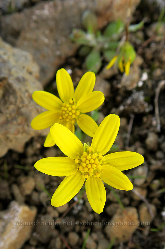 gold stars (Crocidium multicaule) [Mosier Plateau Trail, Mosier, Wasco County, Oregon]