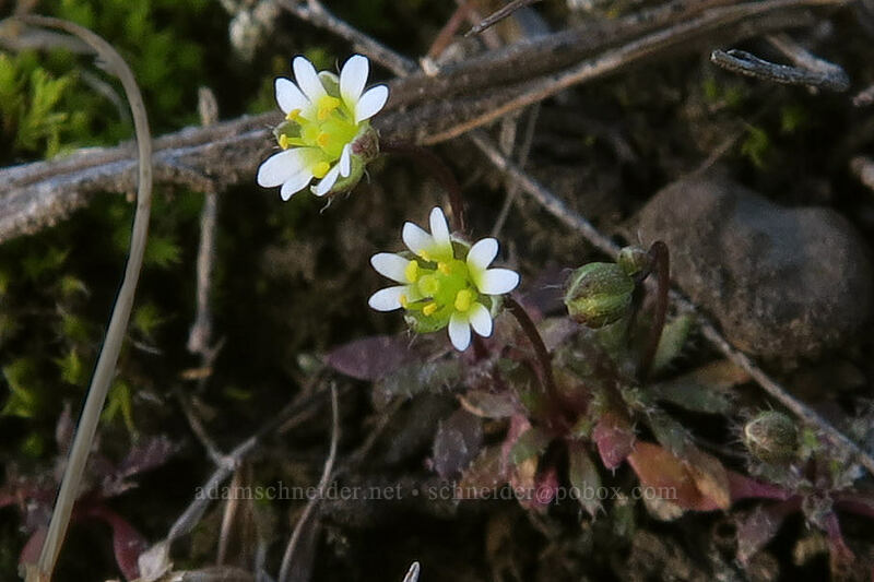 spring whitlow-grass (Draba verna) [Mosier Plateau Trail, Mosier, Wasco County, Oregon]