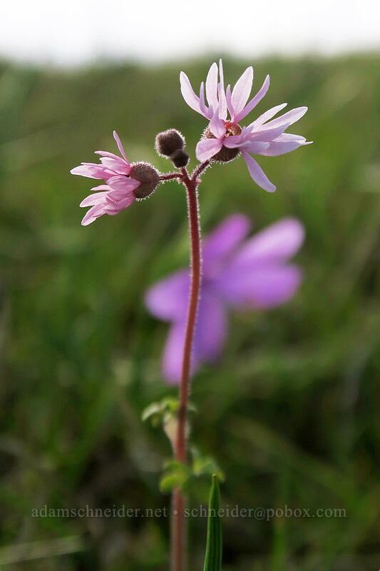 smooth prairie star (Lithophragma glabrum) [Mosier Plateau Trail, Mosier, Wasco County, Oregon]