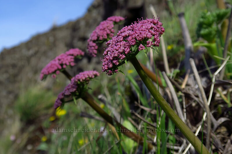 Columbia desert parsley (Lomatium columbianum) [Mosier Plateau Trail, Mosier, Wasco County, Oregon]
