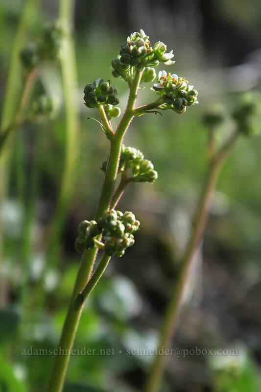 whole-leaf saxifrage (Micranthes integrifolia (Saxifraga integrifolia)) [Mosier Plateau Trail, Mosier, Wasco County, Oregon]