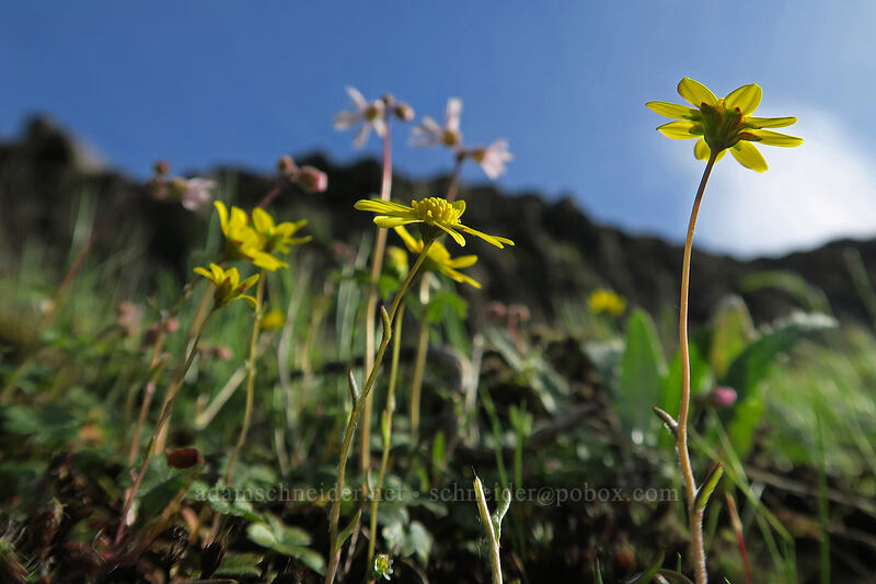 gold stars (Crocidium multicaule) [Mosier Plateau Trail, Mosier, Wasco County, Oregon]