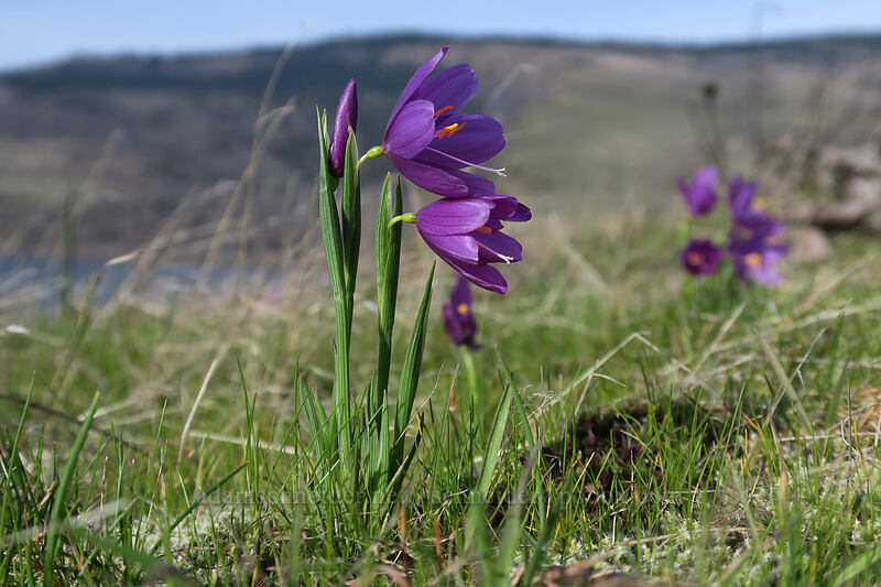grass widows (Olsynium douglasii) [Mosier Plateau Trail, Mosier, Wasco County, Oregon]