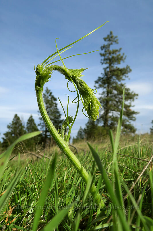 coastal manroot (Marah oregana (Marah oreganus)) [Mosier Plateau Trail, Mosier, Wasco County, Oregon]