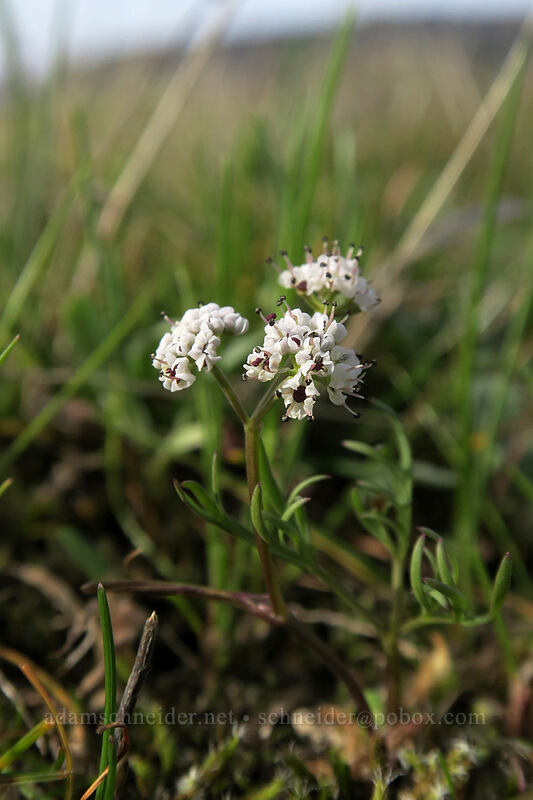 Piper's salt-and-pepper desert parsley (Lomatium piperi) [Mosier Plateau, Mosier, Wasco County, Oregon]