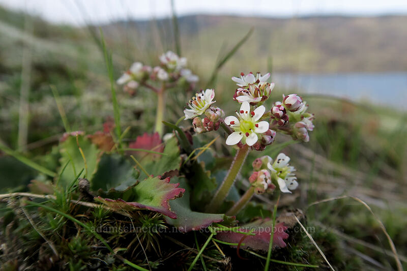 rusty-hair saxifrage (Micranthes rufidula (Saxifraga rufidula)) [Mosier Plateau, Mosier, Wasco County, Oregon]
