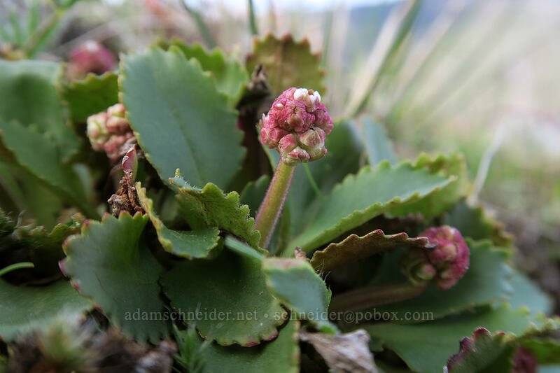rusty-hair saxifrage, budding (Micranthes rufidula (Saxifraga rufidula)) [Mosier Plateau, Mosier, Wasco County, Oregon]