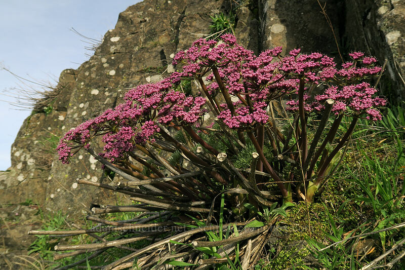 Columbia desert parsley (Lomatium columbianum) [U.S. Highway 30, Wasco County, Oregon]