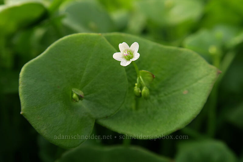 miner's lettuce (Claytonia perfoliata (Montia perfoliata)) [Balfour-Klickitat Trail, Lyle, Klickitat County, Washington]