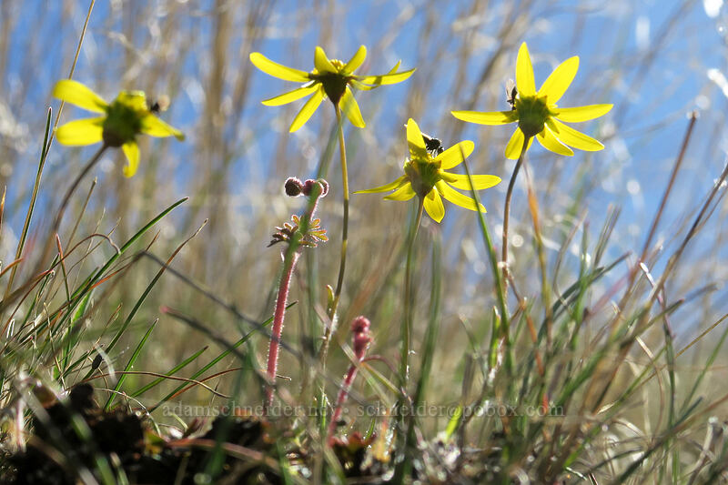 gold stars (Crocidium multicaule) [Old Railbed Trail, Deschutes River State Recreation Area, Sherman County, Oregon]