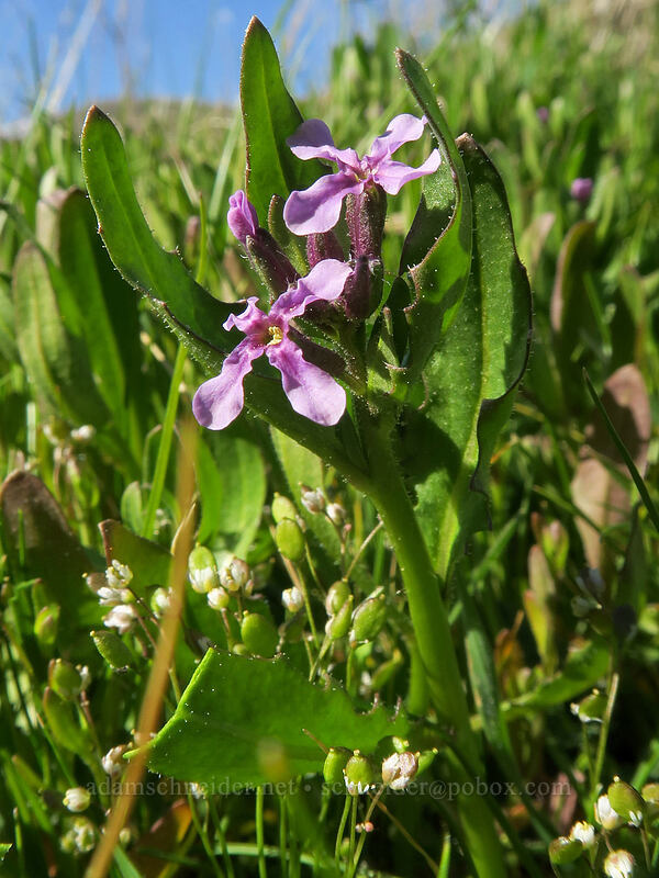 blue mustard (Chorispora tenella) [Old Railbed Trail, Deschutes River State Recreation Area, Sherman County, Oregon]