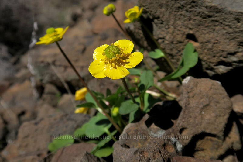 sagebrush buttercup (Ranunculus glaberrimus var. glaberrimus) [Old Railbed Trail, Deschutes River State Recreation Area, Sherman County, Oregon]