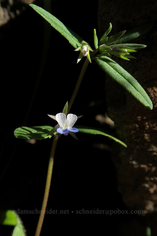 small-flowered blue-eyed-Mary (Collinsia parviflora) [Old Railbed Trail, Deschutes River State Recreation Area, Sherman County, Oregon]