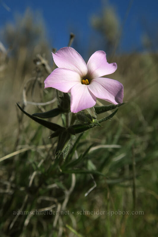 long-leaved phlox (Phlox longifolia) [Old Railbed Trail, Deschutes River State Recreation Area, Sherman County, Oregon]