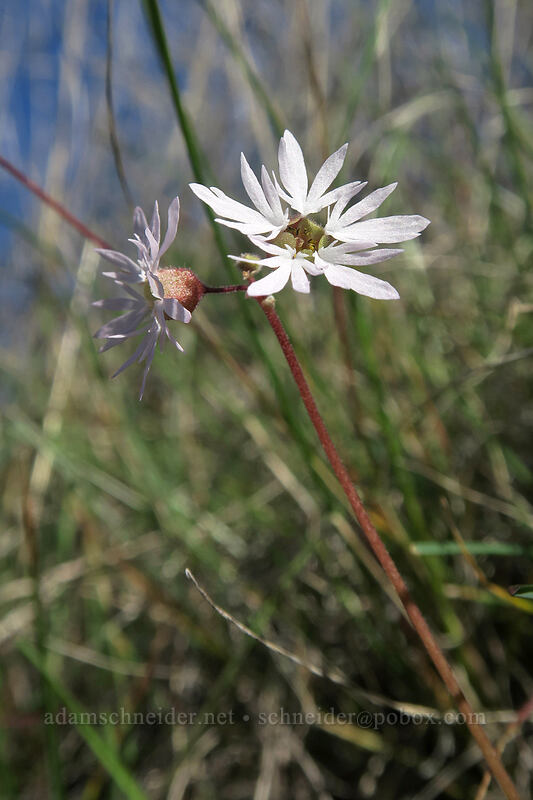 prairie star (Lithophragma glabrum) [Old Railbed Trail, Deschutes River State Recreation Area, Sherman County, Oregon]