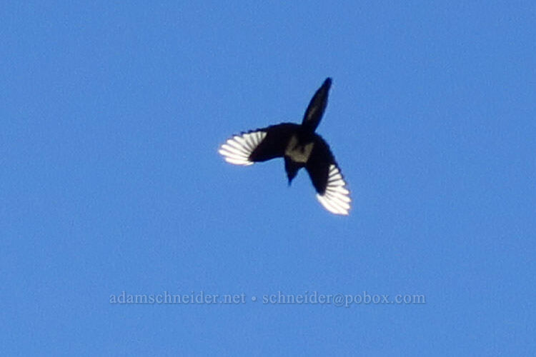 black-billed magpie (Pica hudsonia) [Old Railbed Trail, Deschutes River State Recreation Area, Sherman County, Oregon]