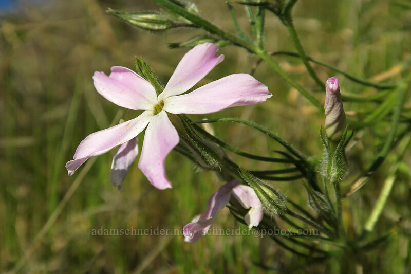 long-leaved phlox (Phlox longifolia) [Old Railbed Trail, Deschutes River State Recreation Area, Sherman County, Oregon]