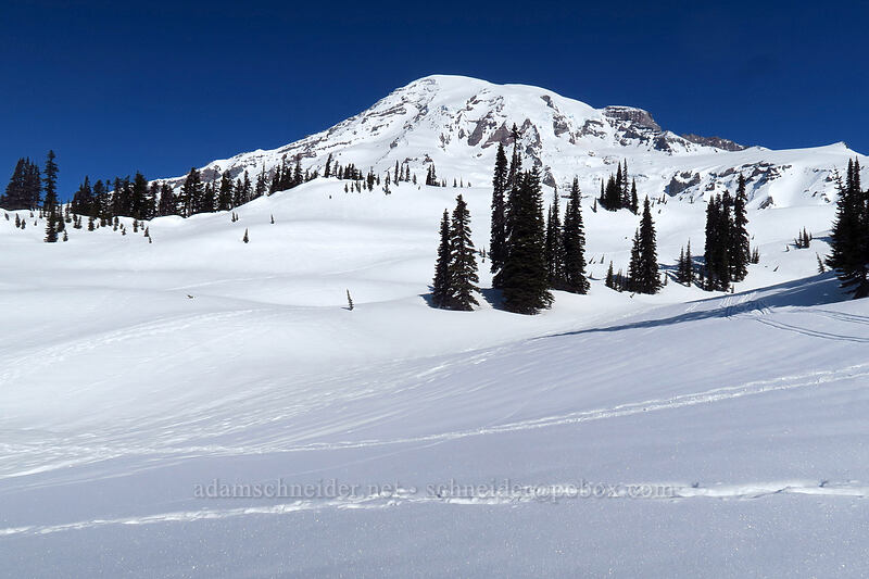 Mount Rainier [above Paradise, Mt. Rainier National Park, Pierce County, Washington]