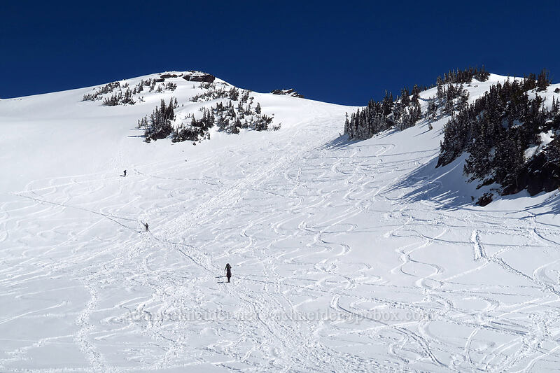 tracks leading to Panorama Point [above Paradise, Mt. Rainier National Park, Pierce County, Washington]