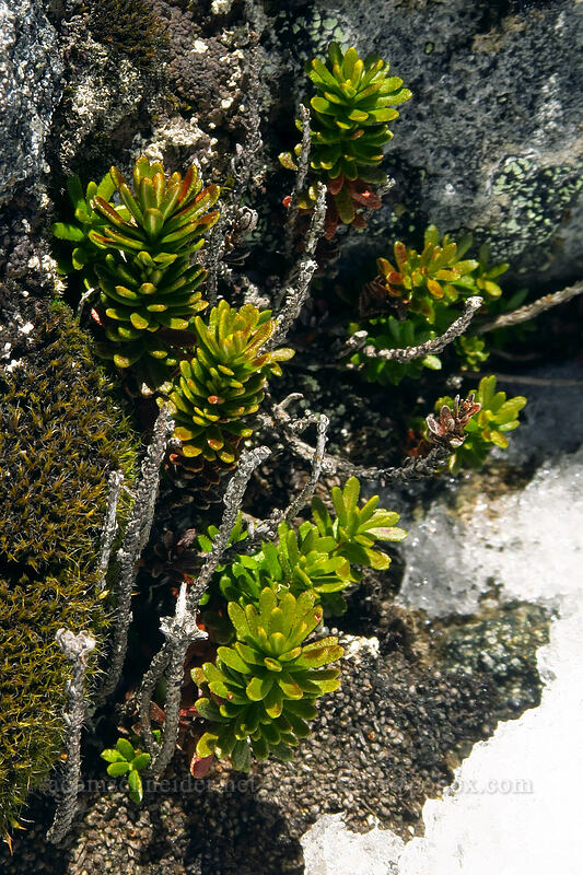 heather leaves (Phyllodoce sp.) [Panorama Point, Mt. Rainier National Park, Pierce County, Washington]