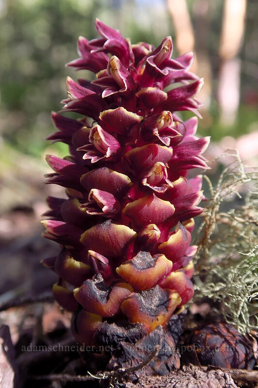 California groundcone (Kopsiopsis strobilacea (Boschniakia strobilacea)) [Outback Loop Trail, Cathedral Hills Park, Josephine County, Oregon]